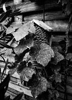 Vogelhuisje in de monochrome tuin