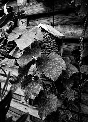 Birdhouse in the monochrome garden