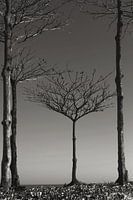 Strandbomen kader