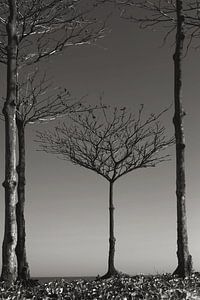 Cadre pour les arbres de plage sur Maarten Zeehandelaar