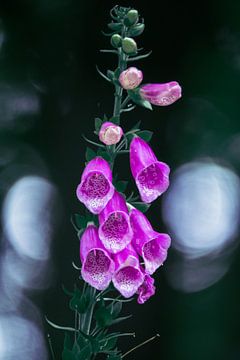 Popping Purple by Jayzon Photo