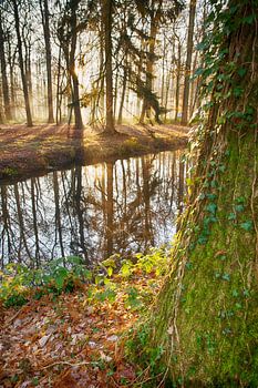Morgensonne im Wald