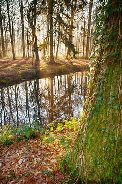 Morning sun in the forest by Egon Zitter