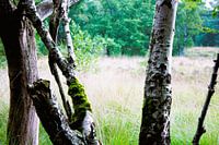 View through to the open field