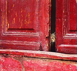 Achter de schermen van Raceala Elena