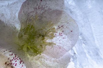 Pissenlit dans la glace 3 sur Marc Heiligenstein