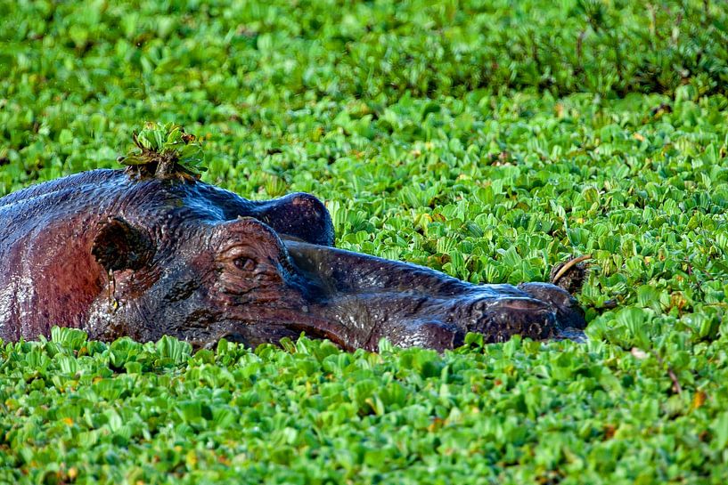 Hippopotamus by Peter Michel