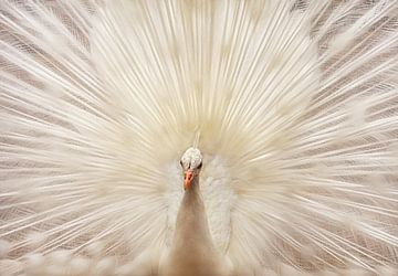 White peacock by Marcel van Balken