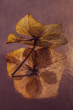 Eyecatcher: hydrangea leaf in the light by Marjolijn van den Berg