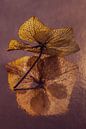 Eyecatcher: hydrangea leaf in the light by Marjolijn van den Berg thumbnail