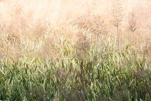 Tarwe veld met gras pluimen