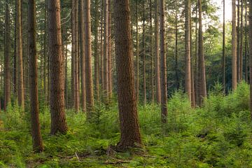 La forêt sur Thomas van Galen