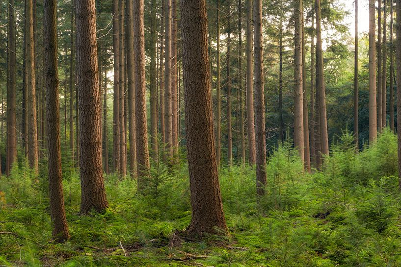 Het Bos van Thomas van Galen