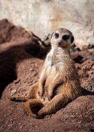 Nahaufnahme von einem wachsamen Erdmännchen von ManfredFotos