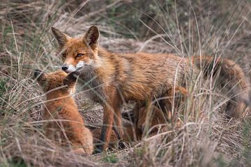 Jonge vosjes drinken melk bij moeder vos van Jolanda Aalbers