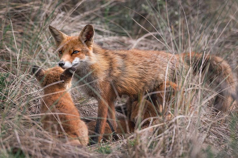 Junge Füchse trinken Milch von der Fuchsmutter von Jolanda Aalbers