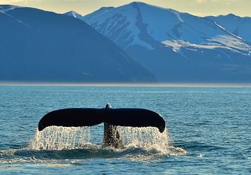 Wal vor Island