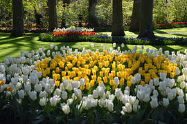 Des tulipes en fleur au parc