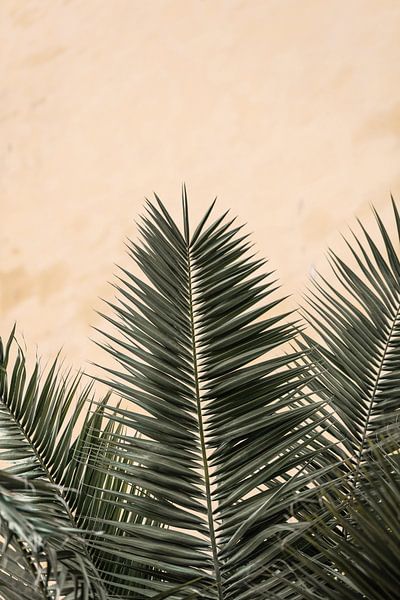 Feuilles de palmier et mur_1 par Pictufy Studio III