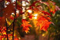 Rood de herfstbladclose-up met bokeh op de achtergrond