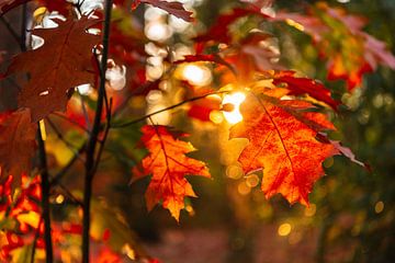 Rote Herbstblattnahaufnahme mit bokeh im Hintergrund