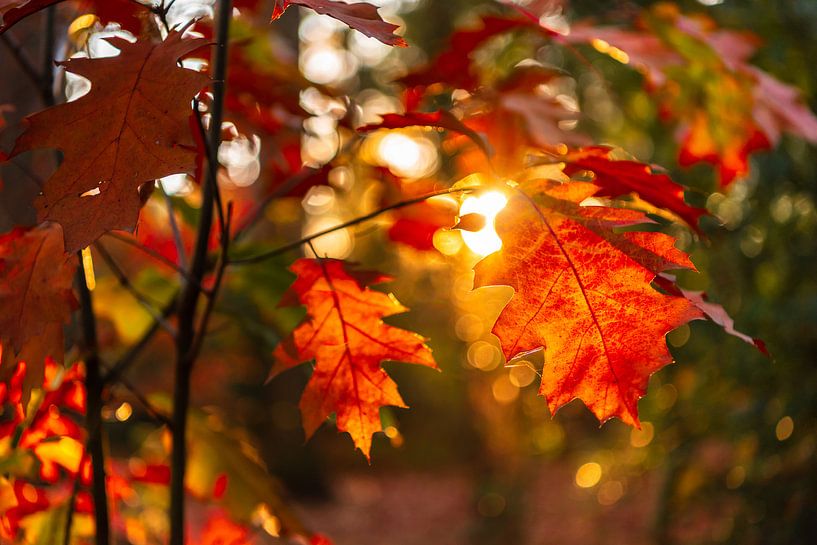 Rood de herfstbladclose-up met bokeh op de achtergrond van Gea Gaetani d'Aragona