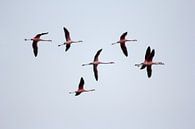 Vliegende flamingo's par Ronald Wilfred Jansen Aperçu