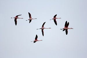 Vliegende flamingo's von Ronald Wilfred Jansen