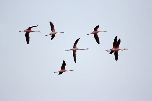 Vliegende flamingo's