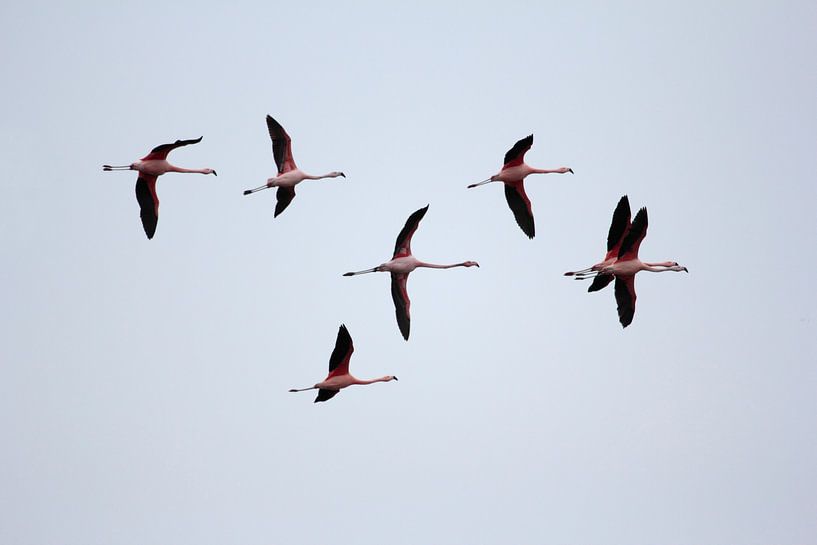 Vliegende flamingo's par Ronald Wilfred Jansen