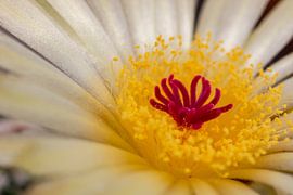 Parodia buiningii - Kugelkaktus