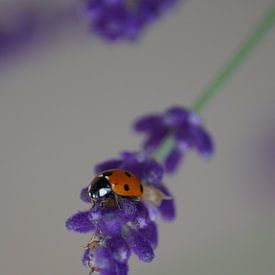 lieveheerstbeestje aan hangende lavende von sandra berentsen