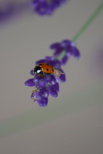 lieveheerstbeestje aan hangende lavende by sandra berentsen