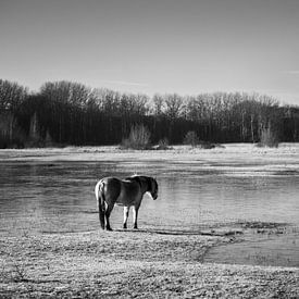 Konikpaard in een landschap van Kayleigh Heppener