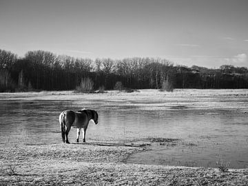 Konikpaard in een landschap van Kayleigh Heppener