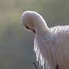 Ein schöner europäischer Storch #3 von Selwyn Smeets - SaSmeets Photography