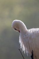 Ein schöner europäischer Storch #3