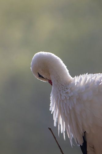Ein schöner europäischer Storch #3 von Selwyn Smeets - SaSmeets Photography