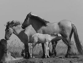 Konik horse mother and foal by Gea Teigeler