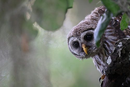 jonge Barred Owl Florida USA