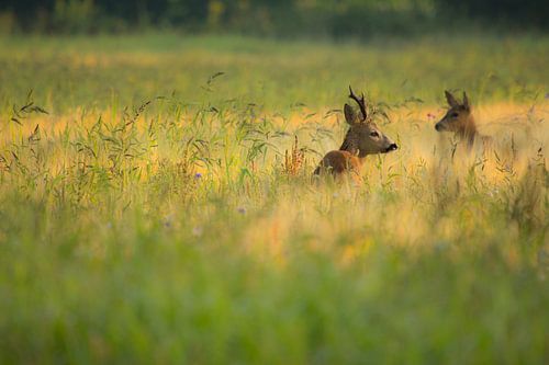 Ree in het gras