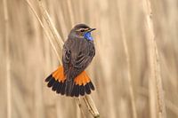Tasmanisches Blaukehlchen