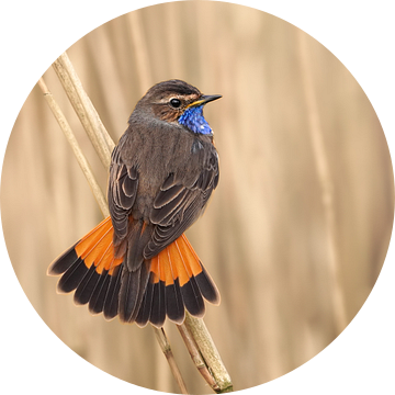 Baltsende blauwborst van Vincent Verkuil