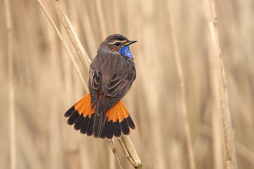 Prancing bluethroat