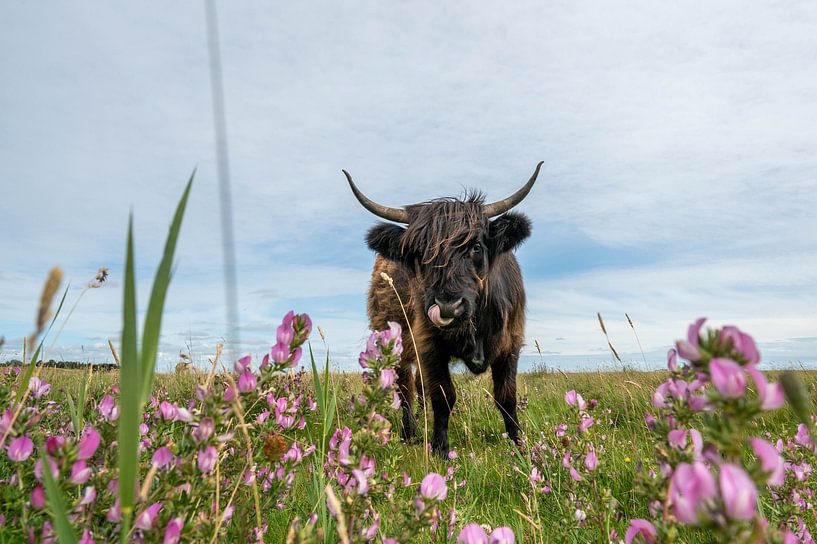 Scottish Highland cattle by Karsten Rahn