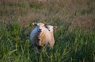 Moeder en kind 2 by Gerben van den Hazel thumbnail