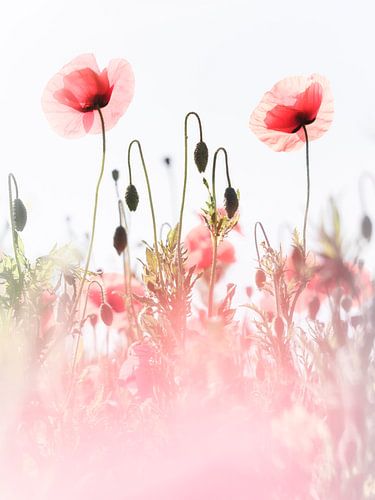 Wahre Liebe von Bob Daalder