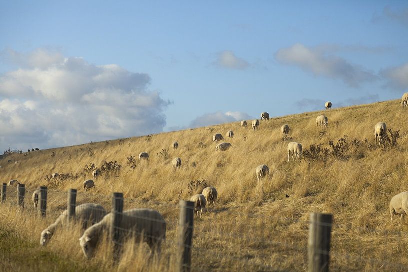 Texels II by Pieter Smits