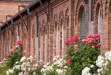 Window with roses, industrial monument Nordwolle