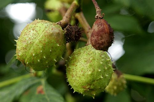 Kastanjevrucht aan boom